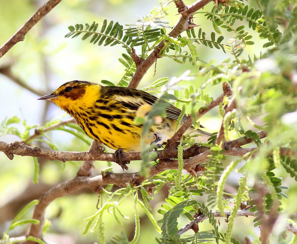 Cape May Warbler - ML23847721