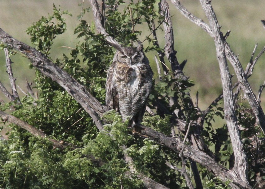Great Horned Owl - David Marjamaa