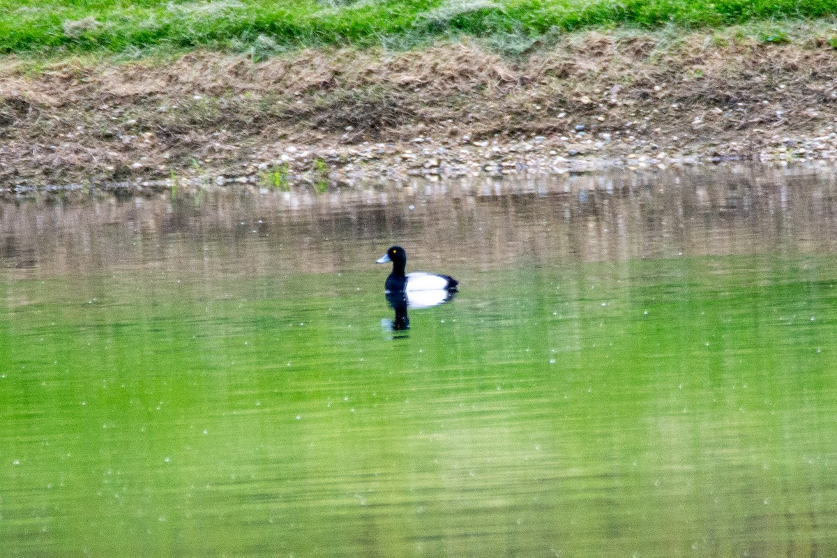 Greater Scaup - ML238481041