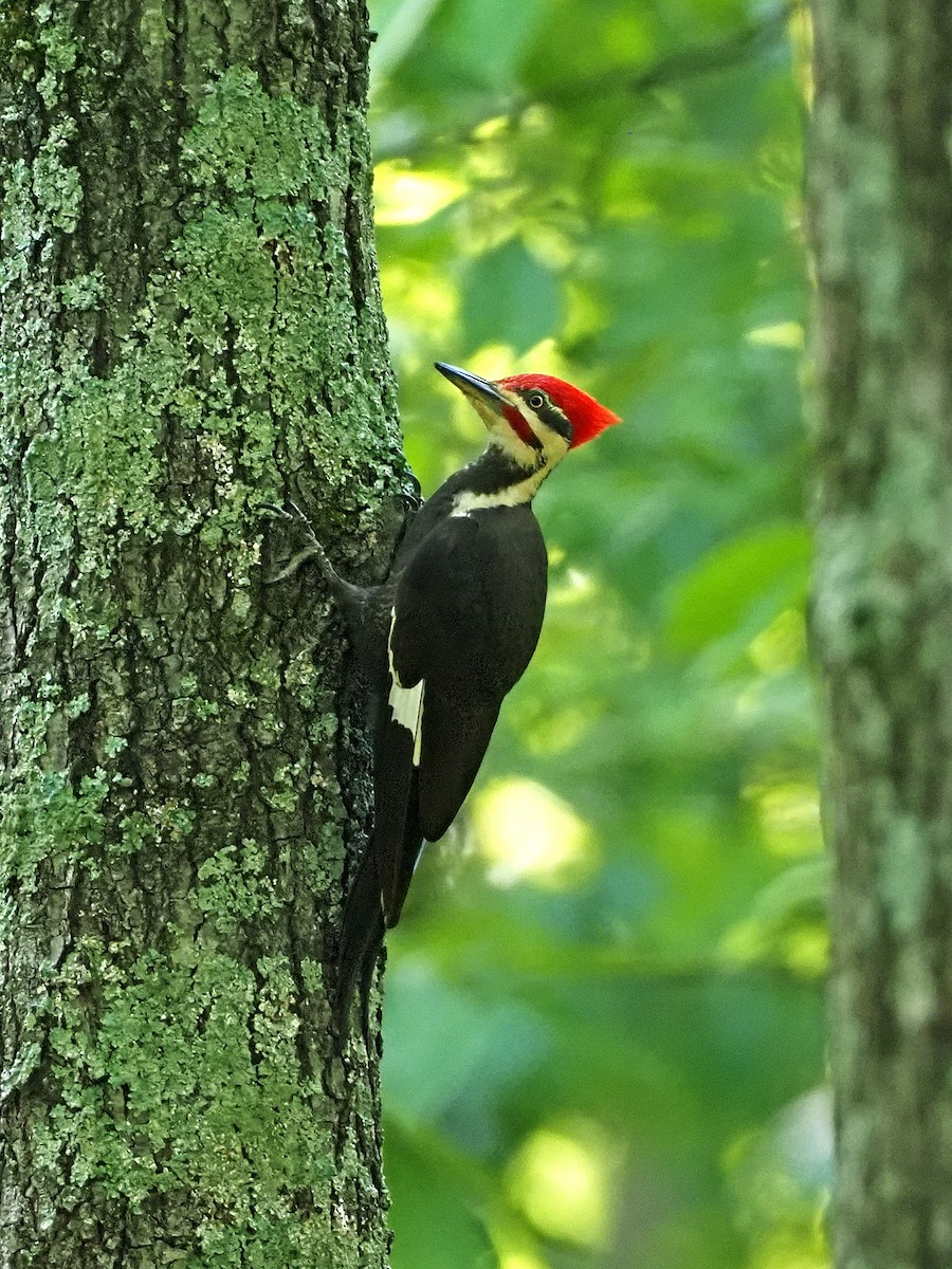 Pileated Woodpecker - ML238483191