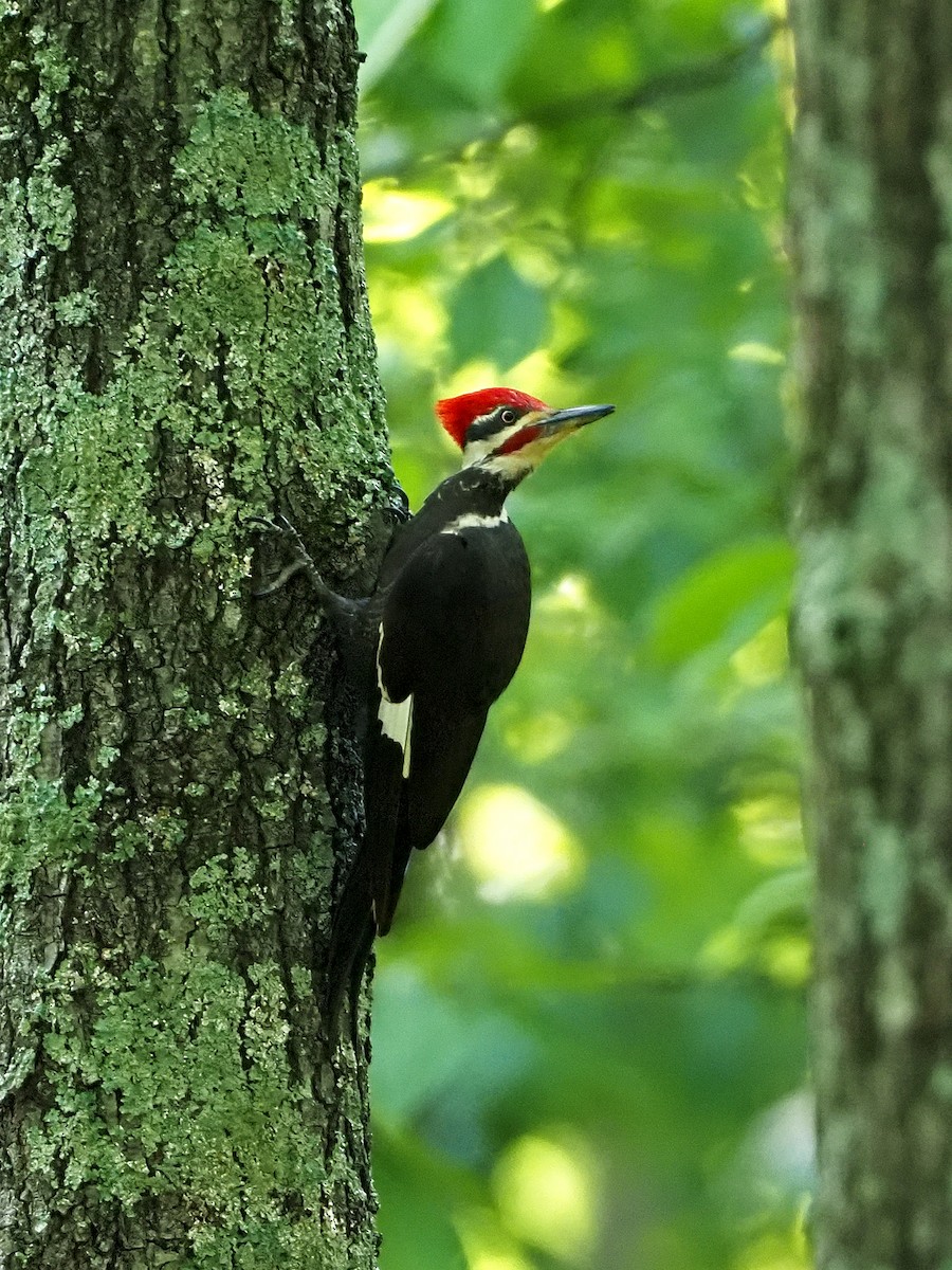 Pileated Woodpecker - ML238483301