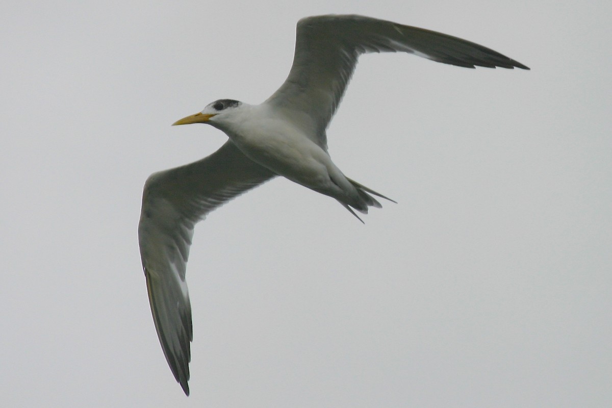 Great Crested Tern - ML23848391