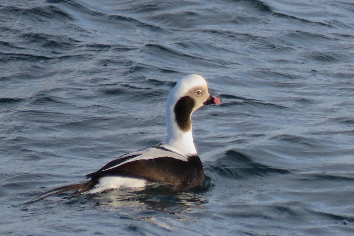 Long-tailed Duck - ML23848671