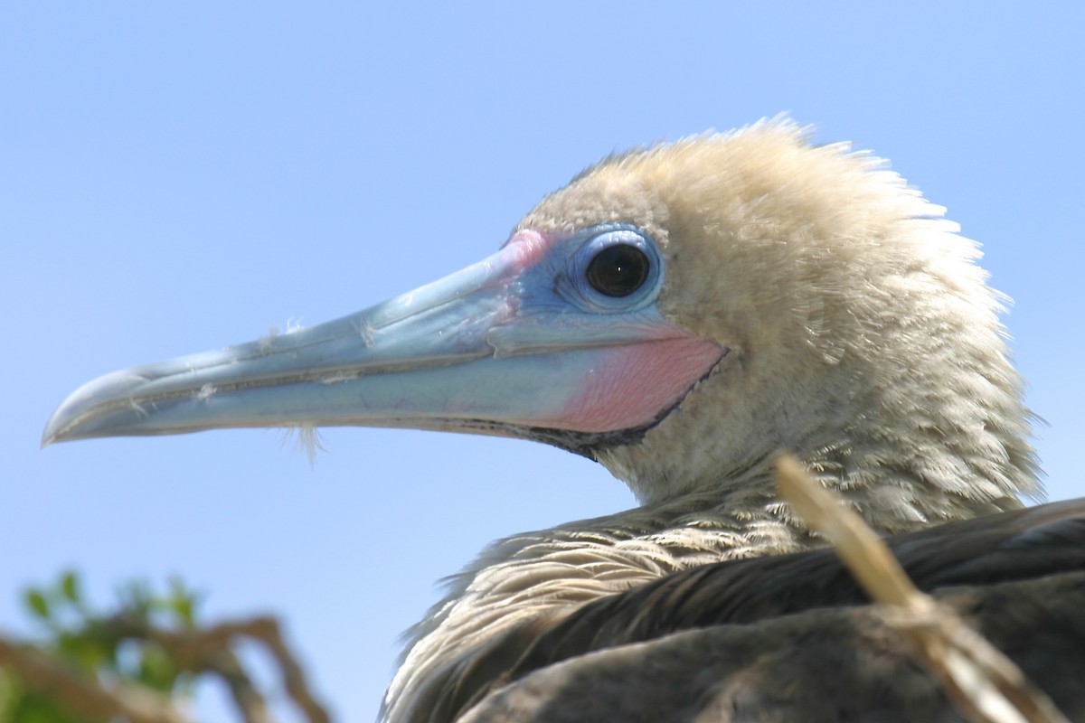 Red-footed Booby (Indopacific) - ML23848941