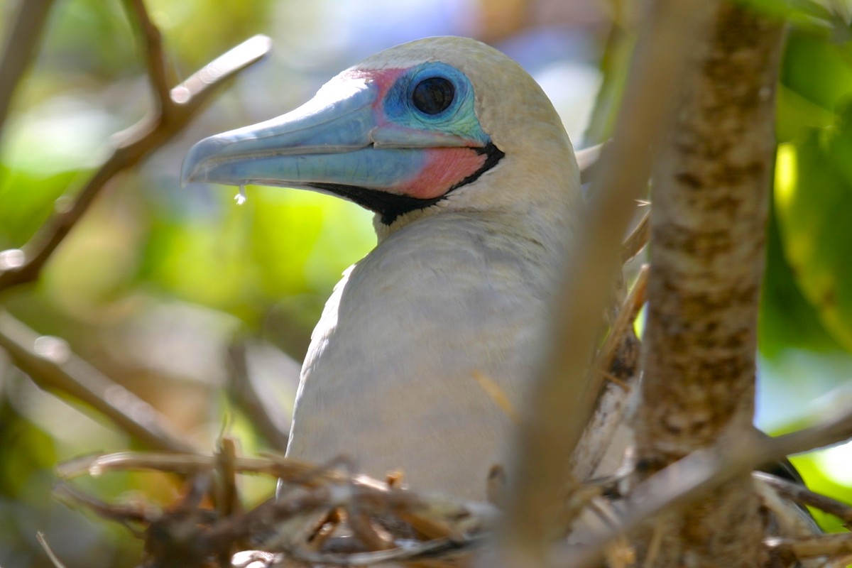 Red-footed Booby (Indopacific) - ML23848951