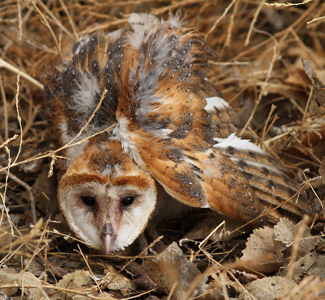 Barn Owl - Bill Maynard