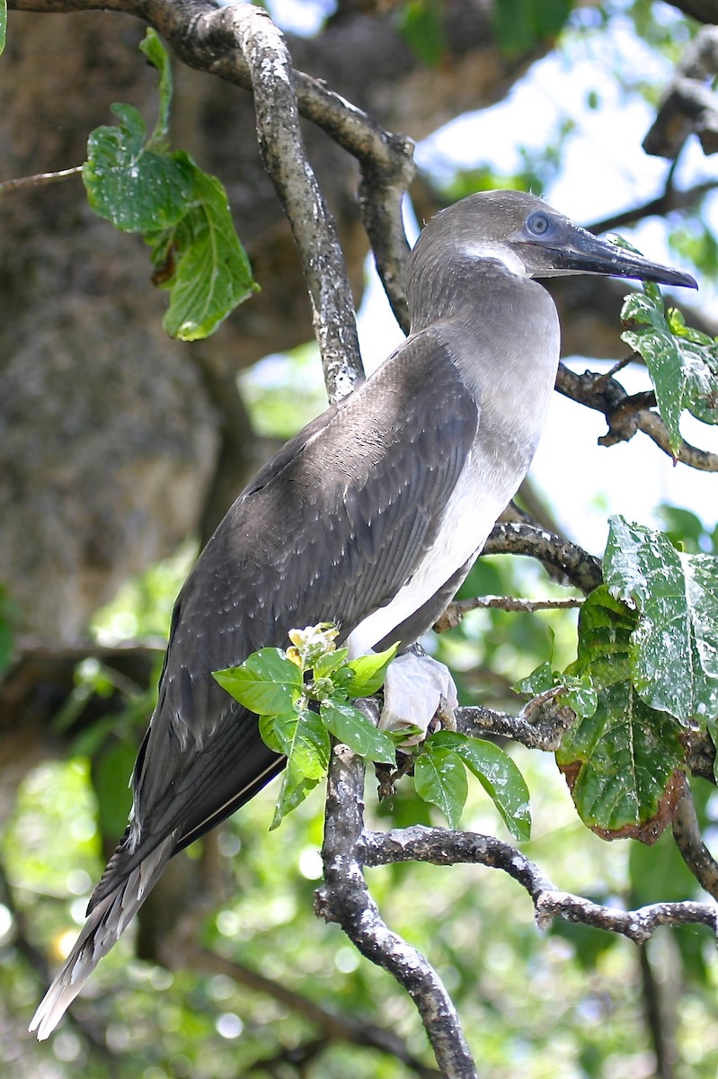 Red-footed Booby (Indopacific) - ML23849231