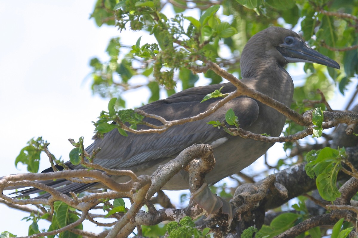 Red-footed Booby (Indopacific) - Bird Explorers