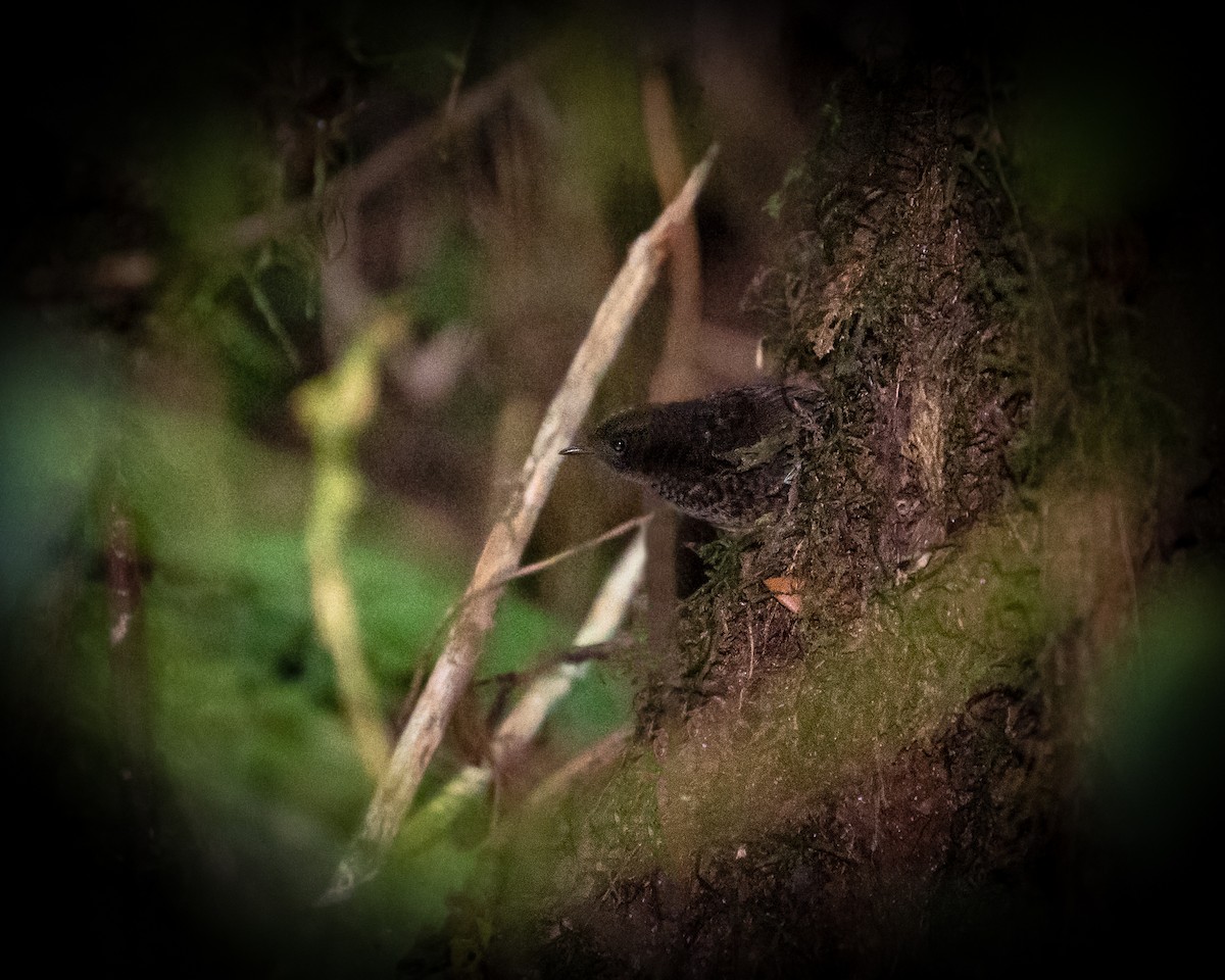 Silvery-fronted Tapaculo - ML238497311