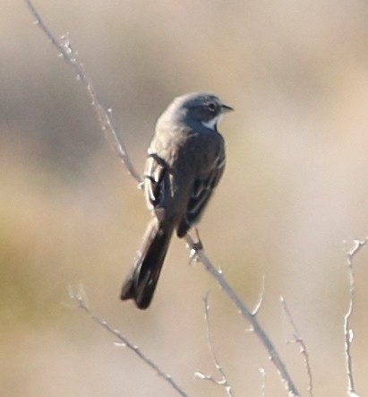 Bell's Sparrow (canescens) - Dave Czaplak