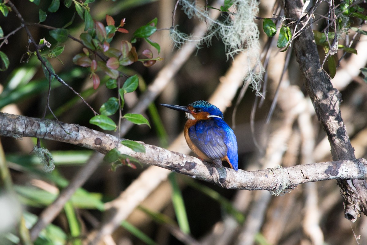 Malagasy Kingfisher - John C. Mittermeier