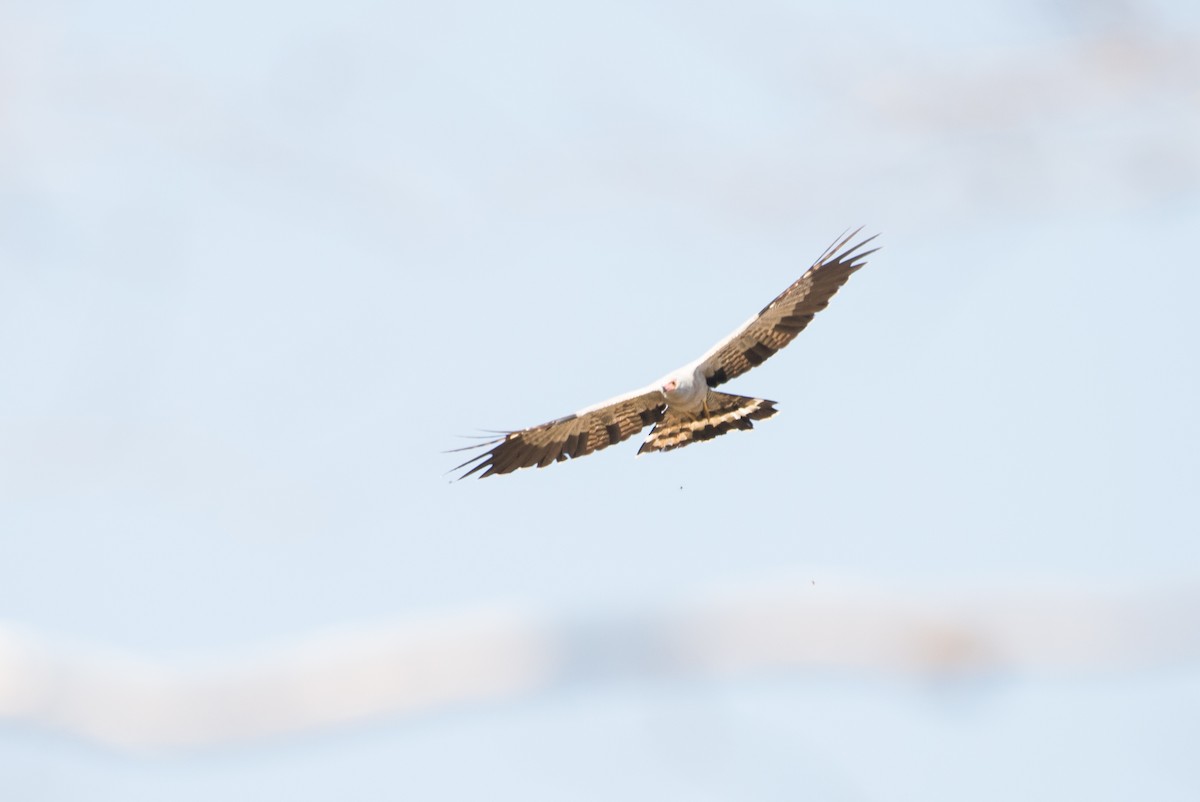 Madagascar Harrier-Hawk - John C. Mittermeier