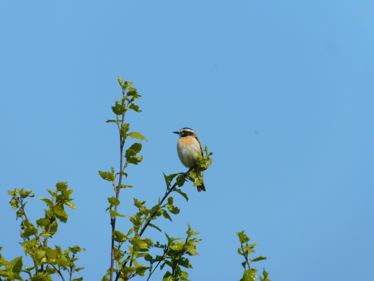 Whinchat - ML238509091