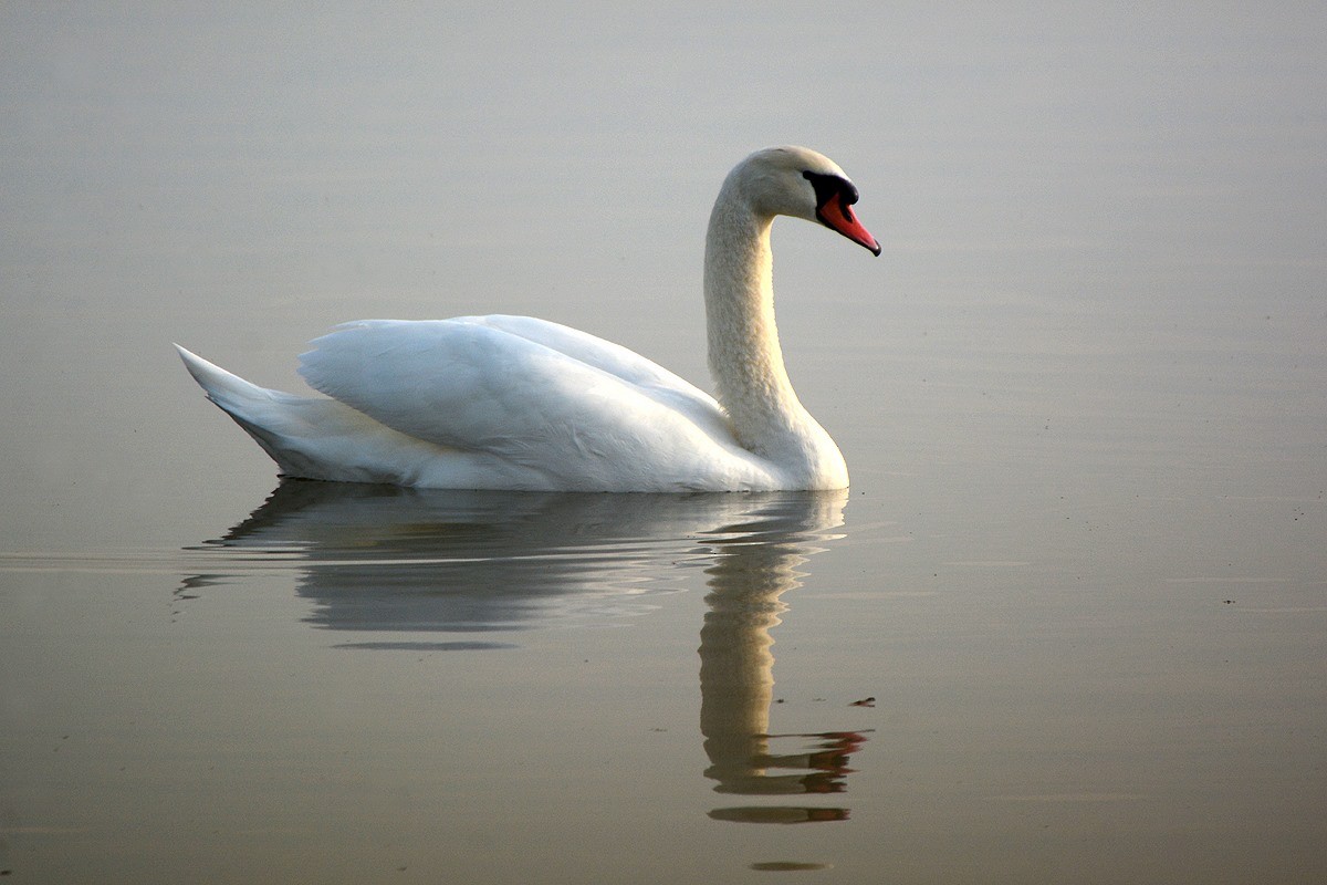 Mute Swan - Josep Manchado | BirdingMajorca.com