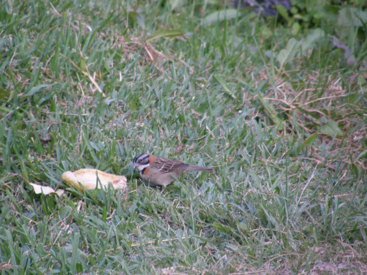 Rufous-collared Sparrow - ML238511281