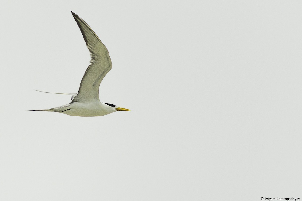 Great Crested Tern - ML238514701