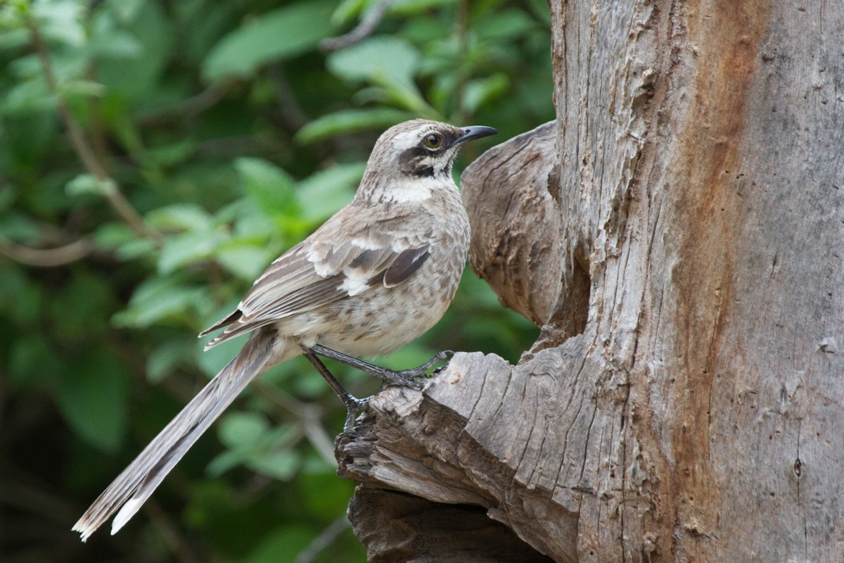Long-tailed Mockingbird - ML238516181