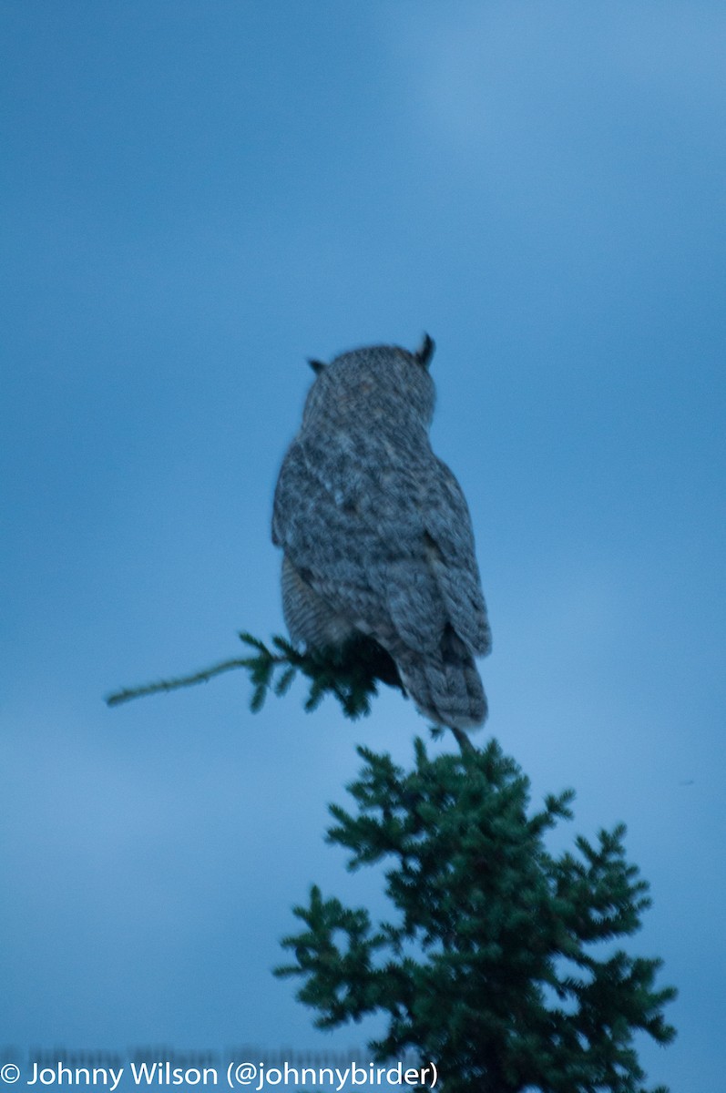 Great Horned Owl - ML238517361