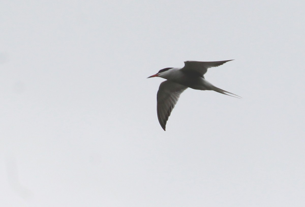 Common Tern - ML238517841