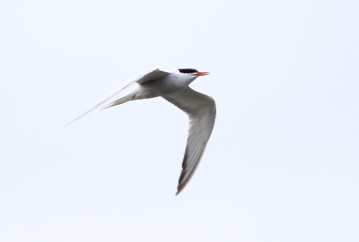 Common Tern - ML238517861