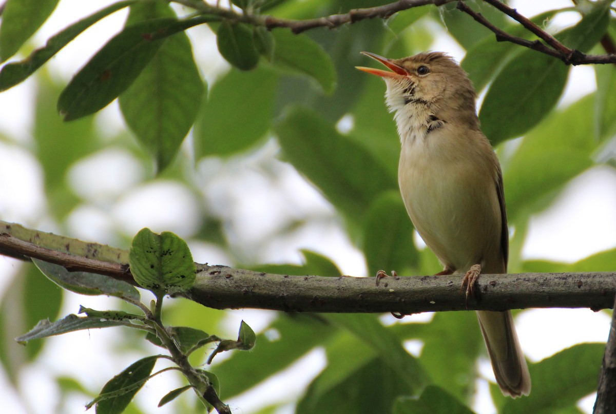 Common Reed Warbler - ML238519311