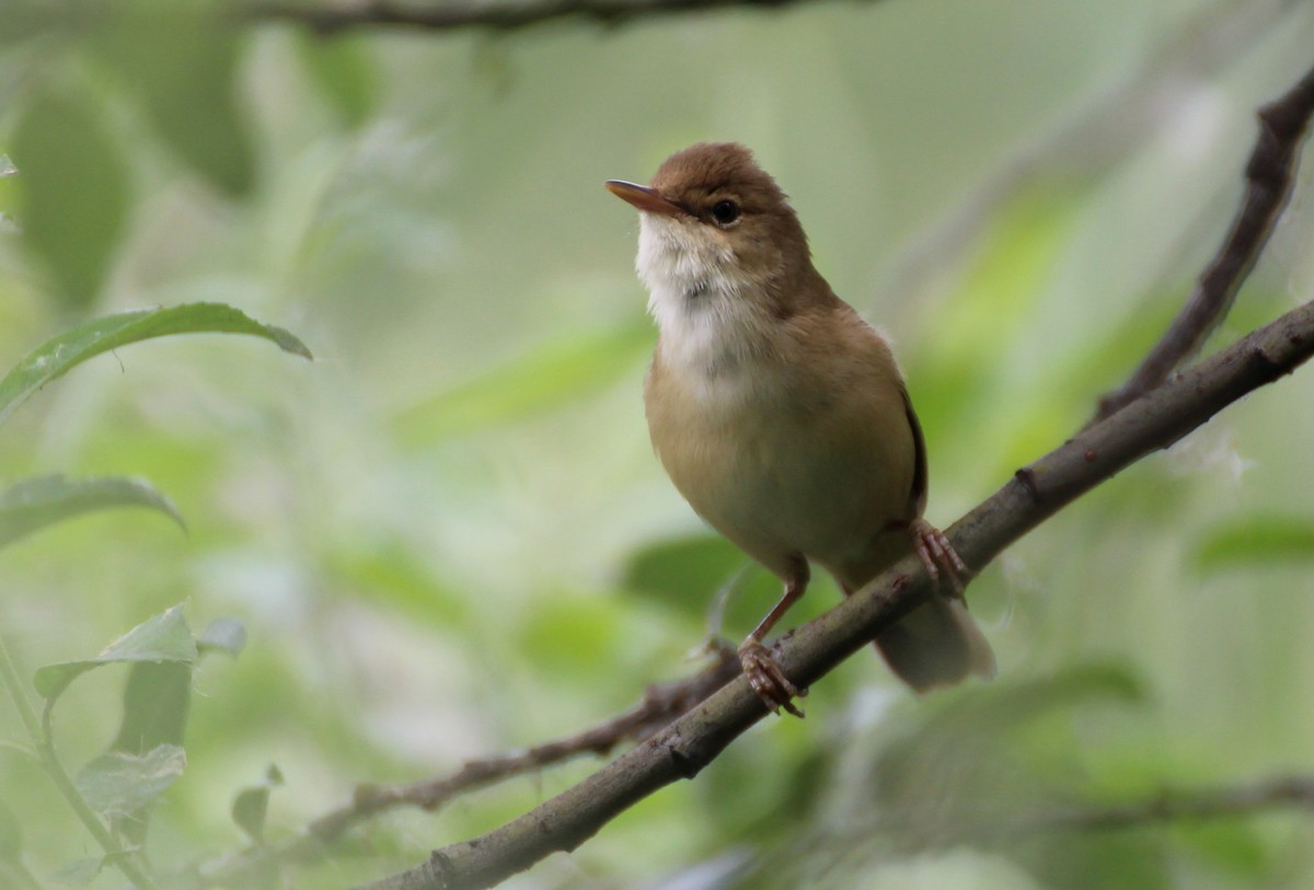 Common Reed Warbler - ML238519331