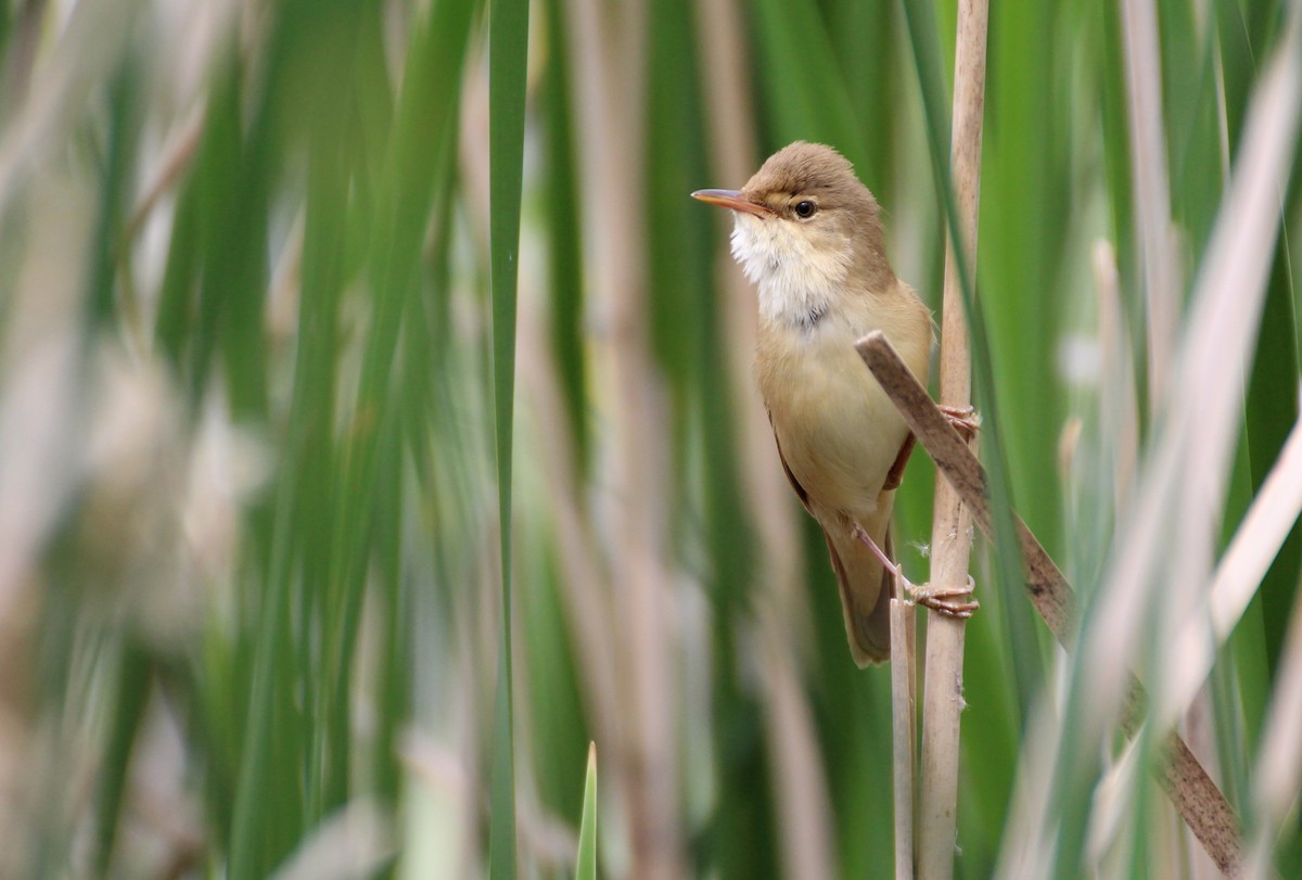 Common Reed Warbler - ML238519511