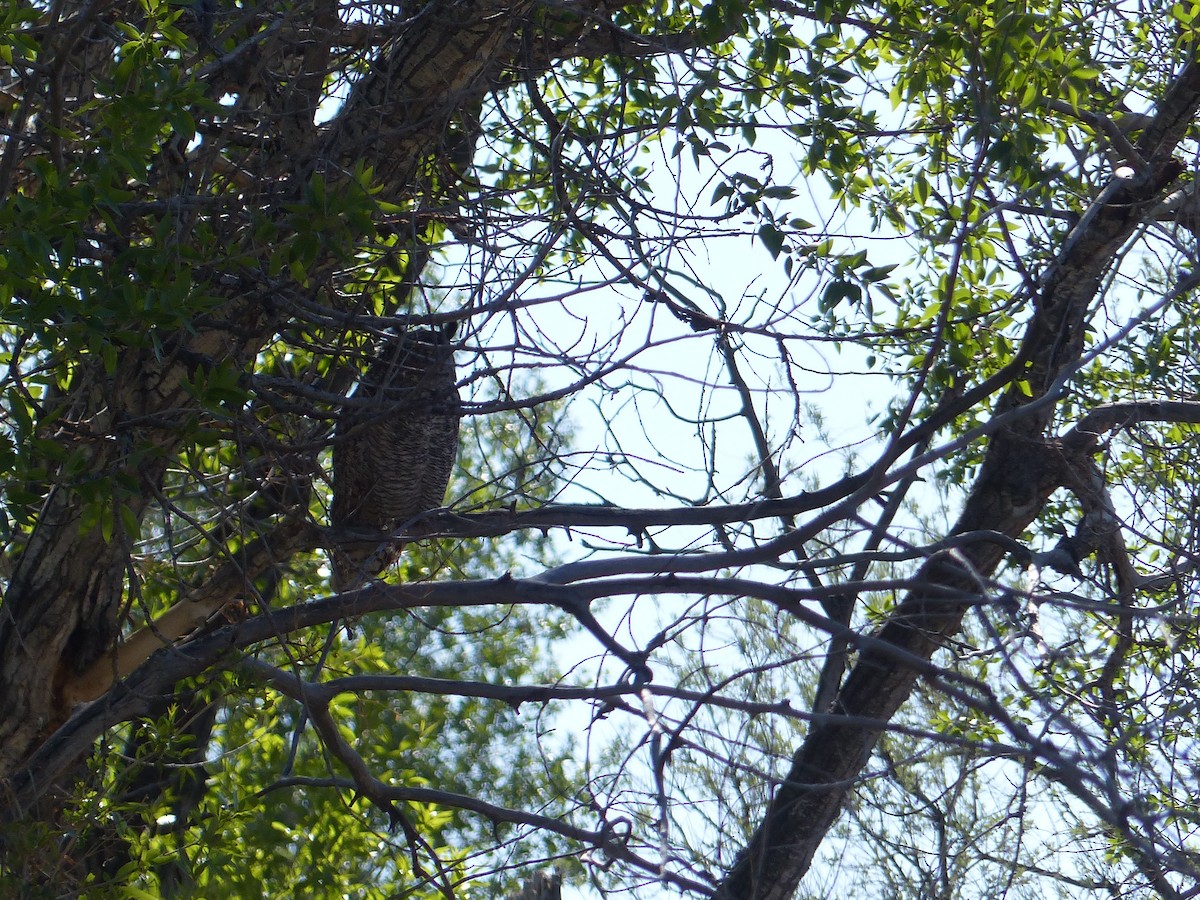 Great Horned Owl - ML238526031