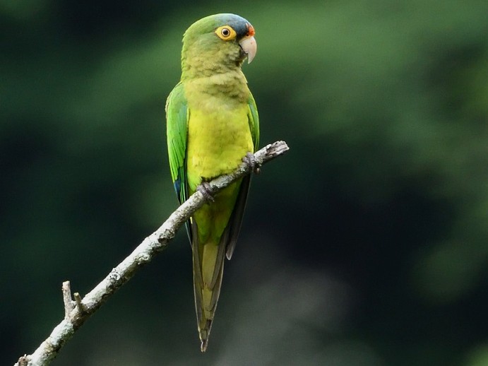 Orange-fronted Parakeet - Antonio Robles