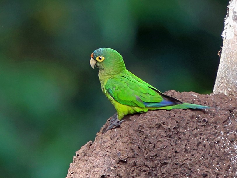 Orange-fronted Parakeet - Nigel Voaden