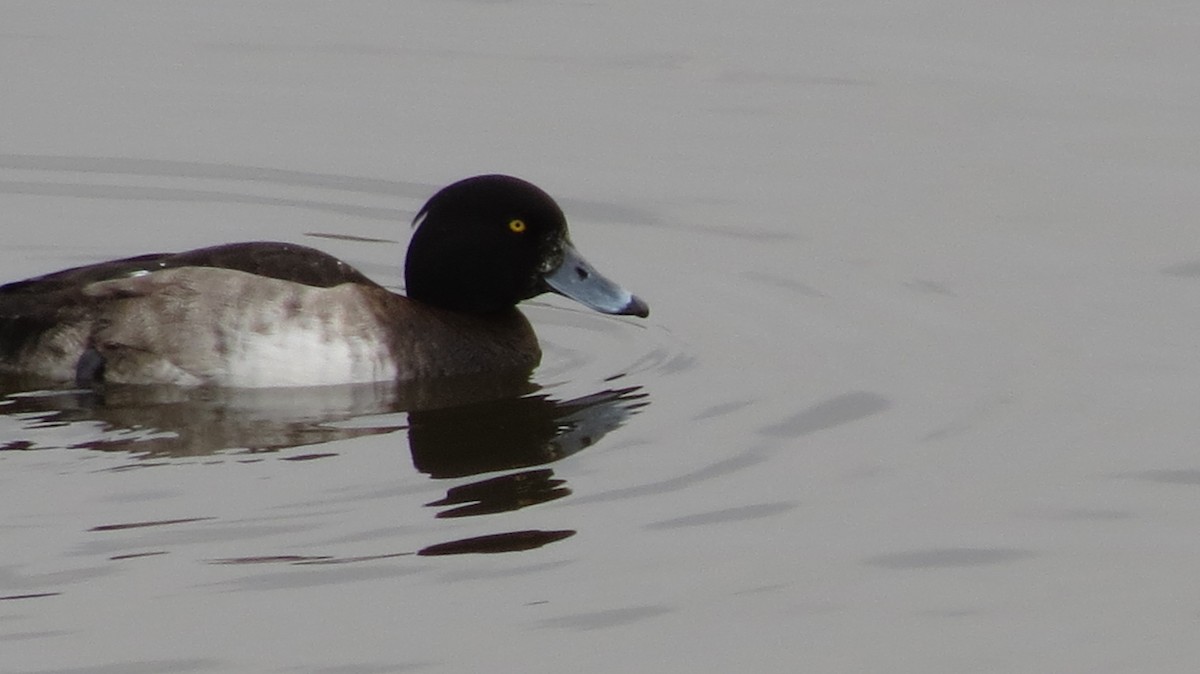 Tufted Duck - ML23853471