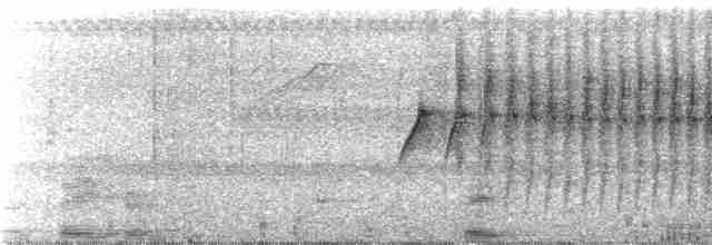 Тиран-карлик амазонійський - ML238537