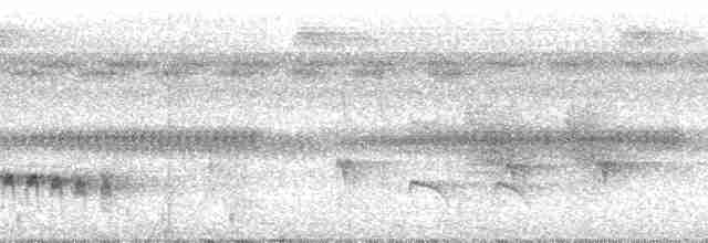 Weißstirn-Ameisenschnäpper - ML23854