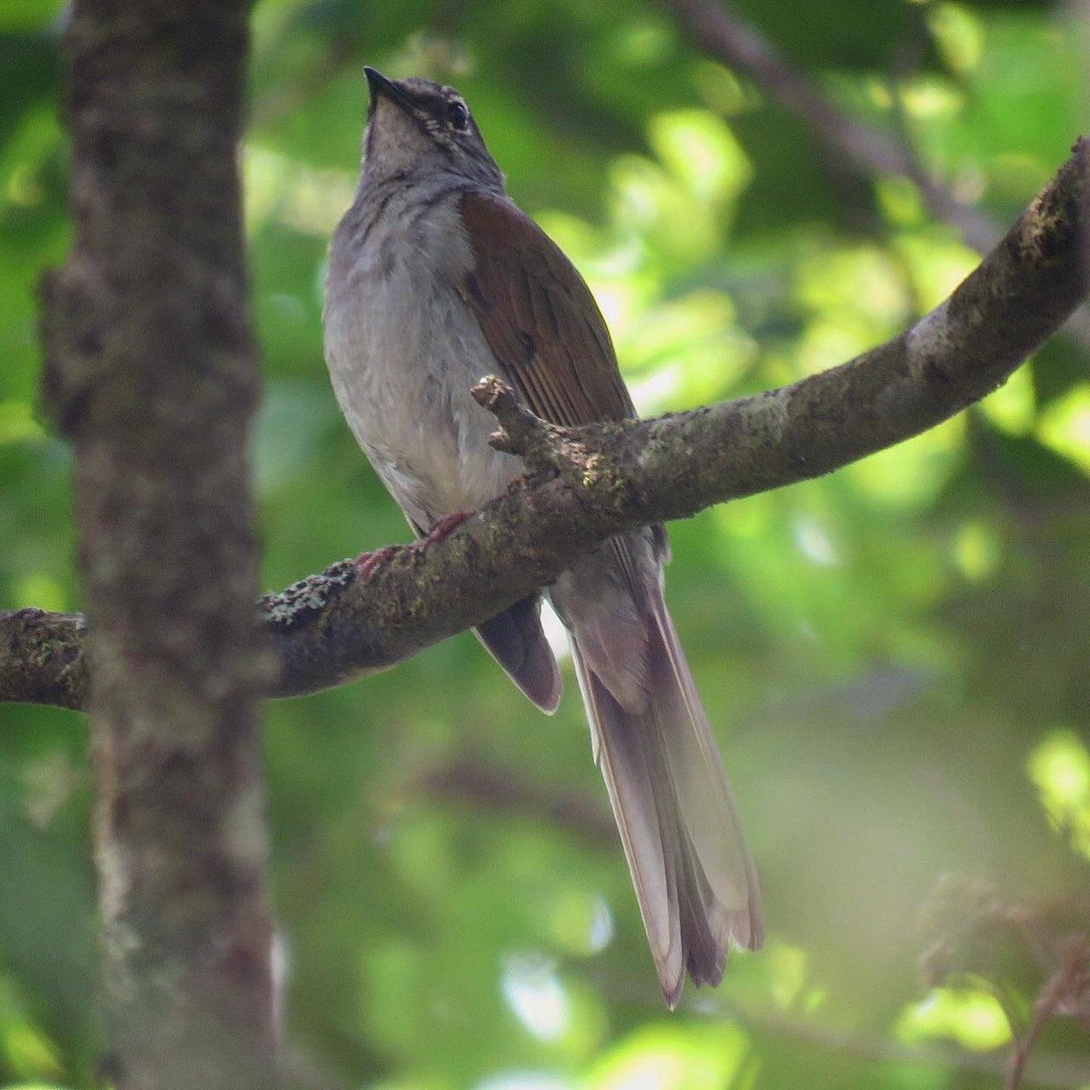 Brown-backed Solitaire - ML238542381