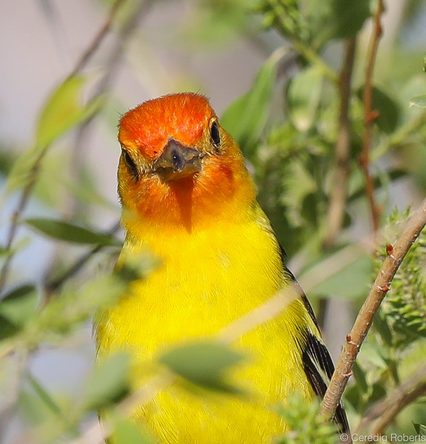 Western Tanager - ML238545811