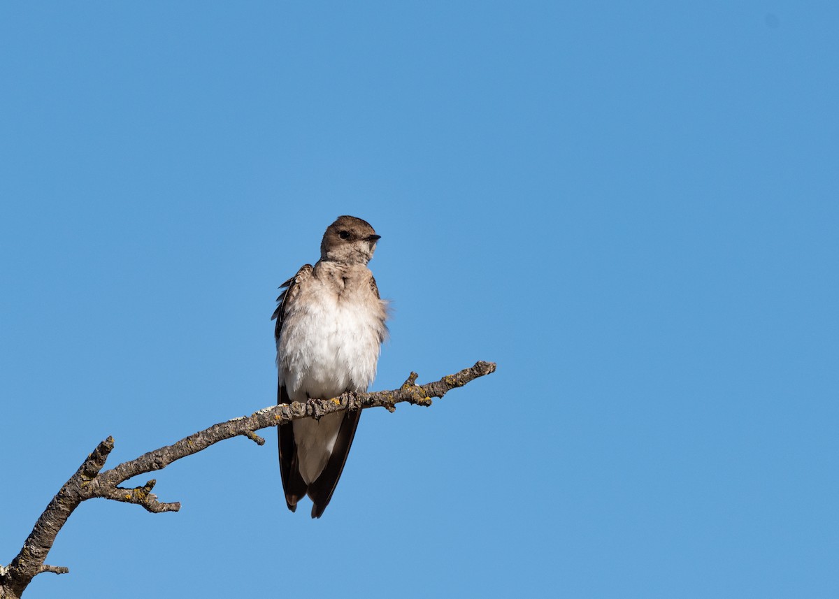 Northern Rough-winged Swallow - ML238549821