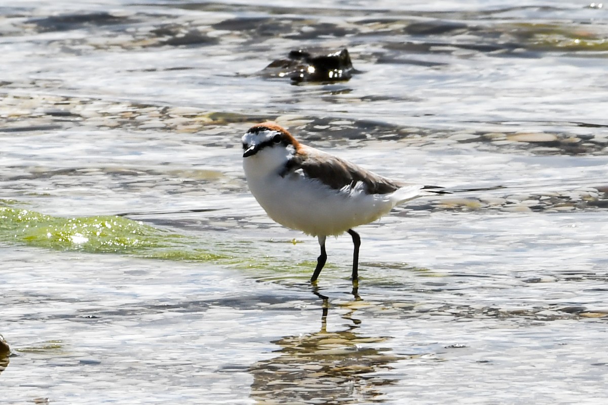 Red-capped Plover - ML238552061