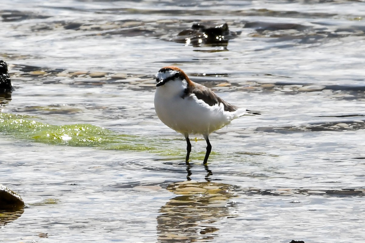Red-capped Plover - ML238552101