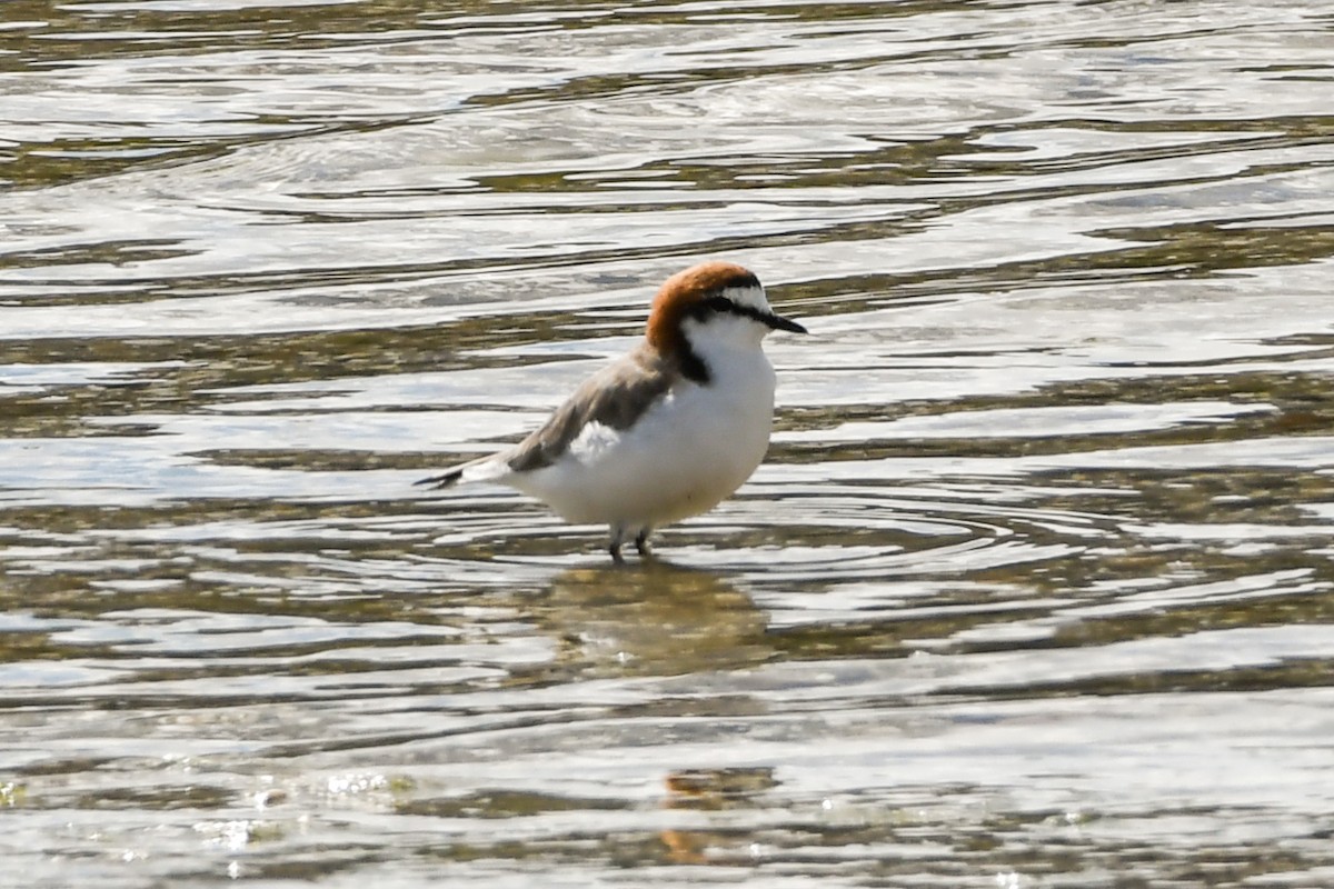Red-capped Plover - ML238552151