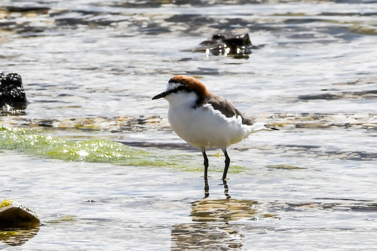 Red-capped Plover - ML238552221