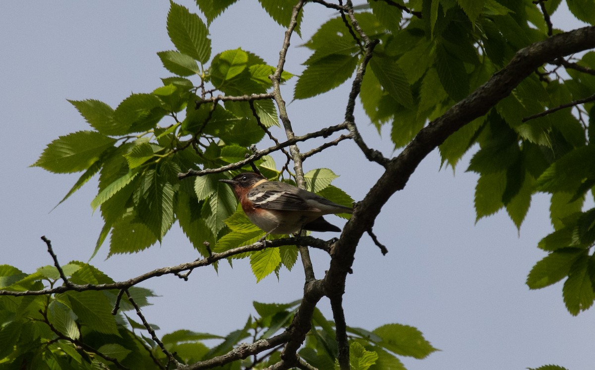 Bay-breasted Warbler - ML238553191