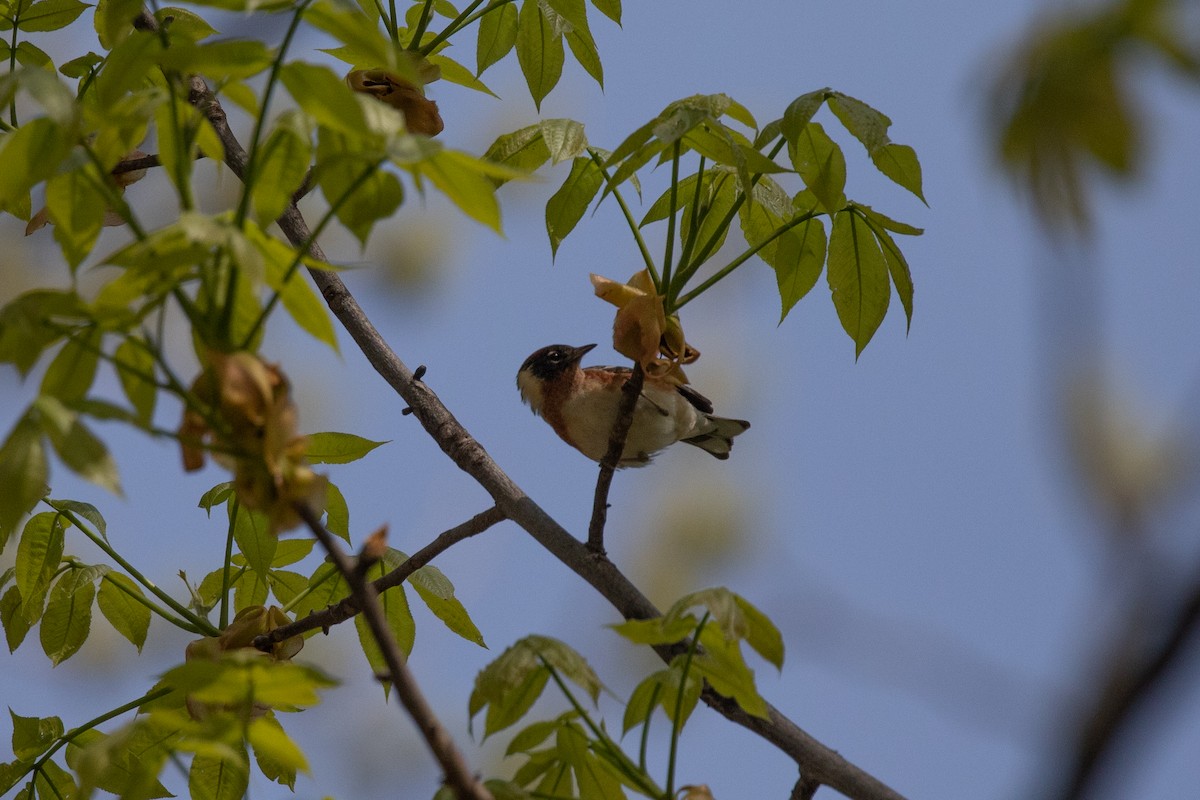 Bay-breasted Warbler - ML238553201