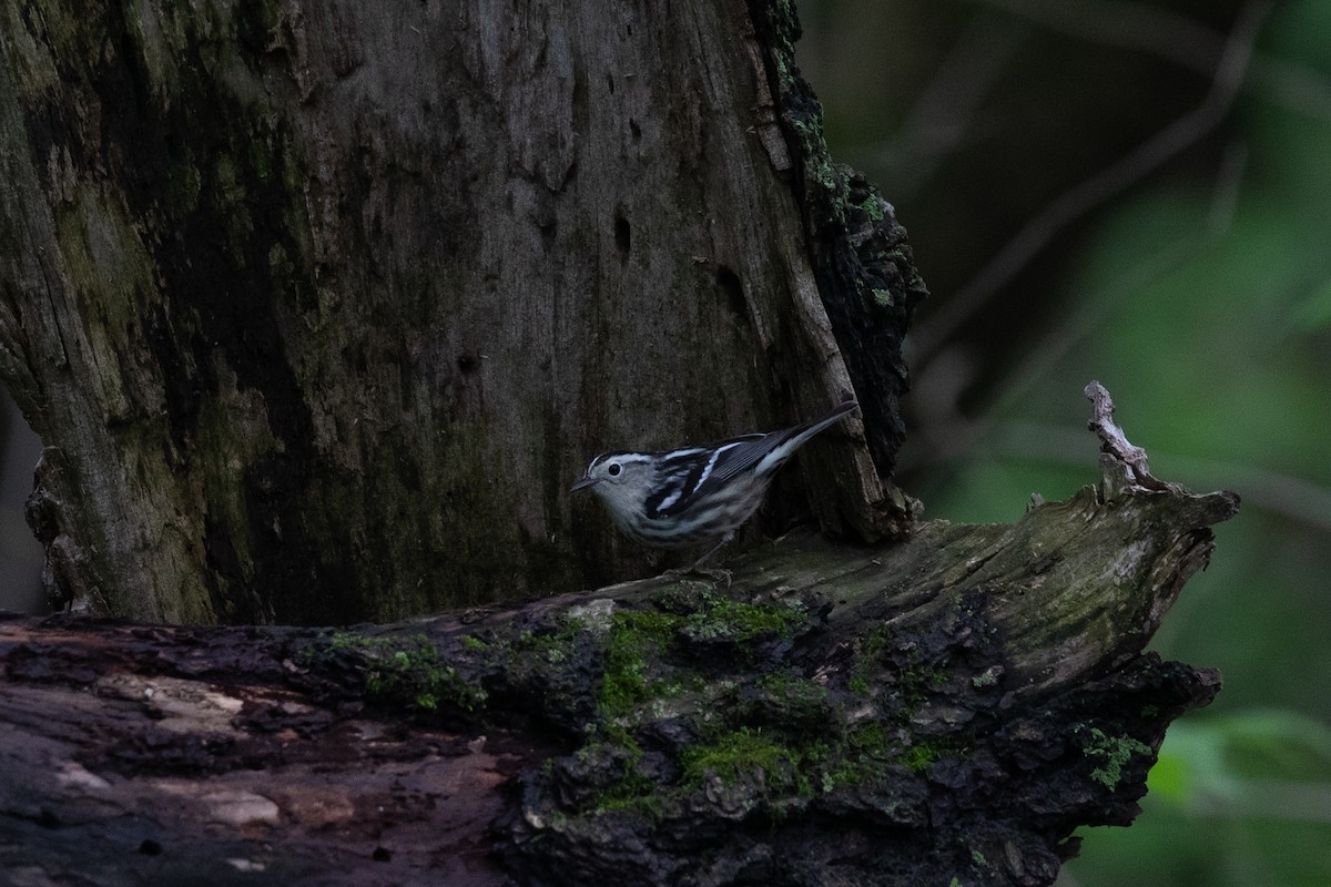 Black-and-white Warbler - ML238553481