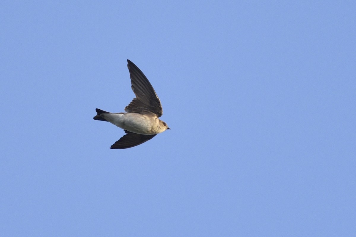 Northern Rough-winged Swallow - ML238553991