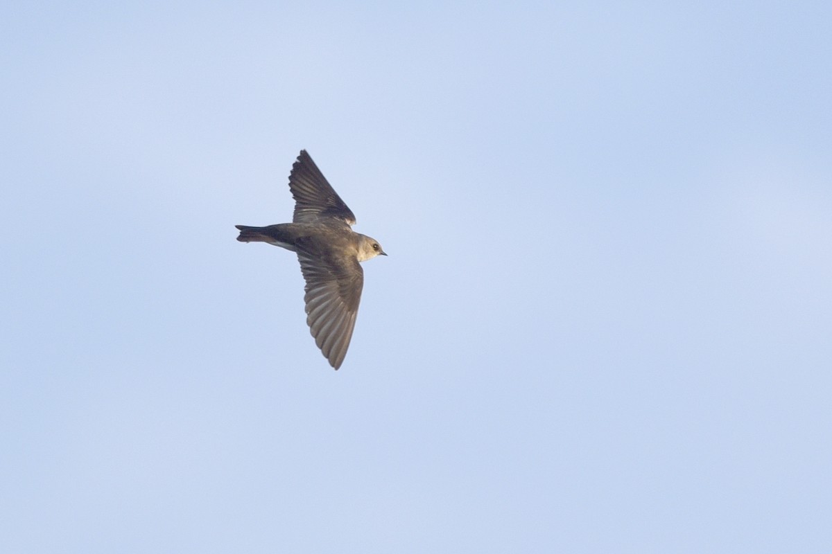 Northern Rough-winged Swallow - Daniel Irons