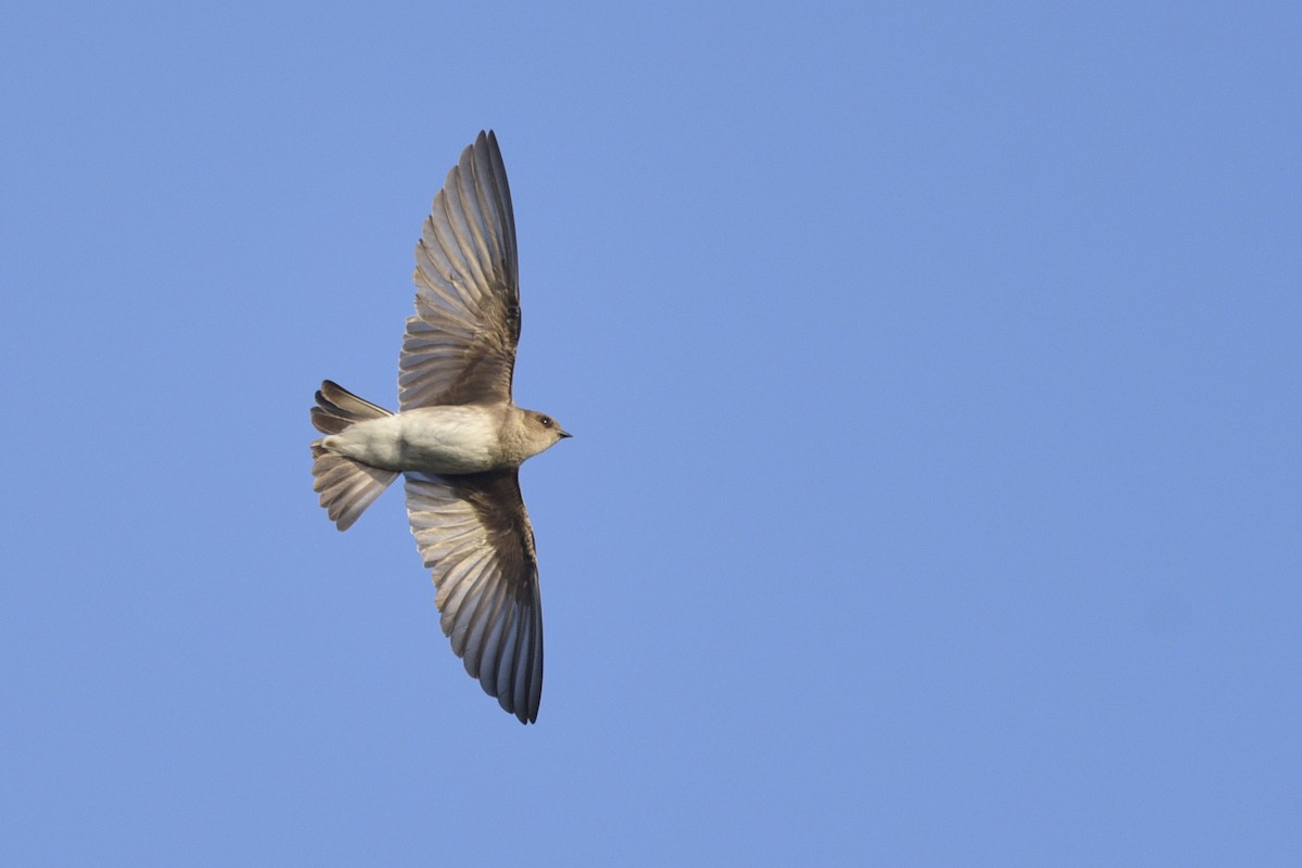 Northern Rough-winged Swallow - Daniel Irons
