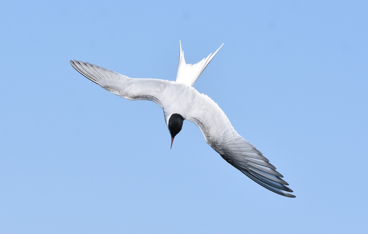 Arctic Tern - ML238563721