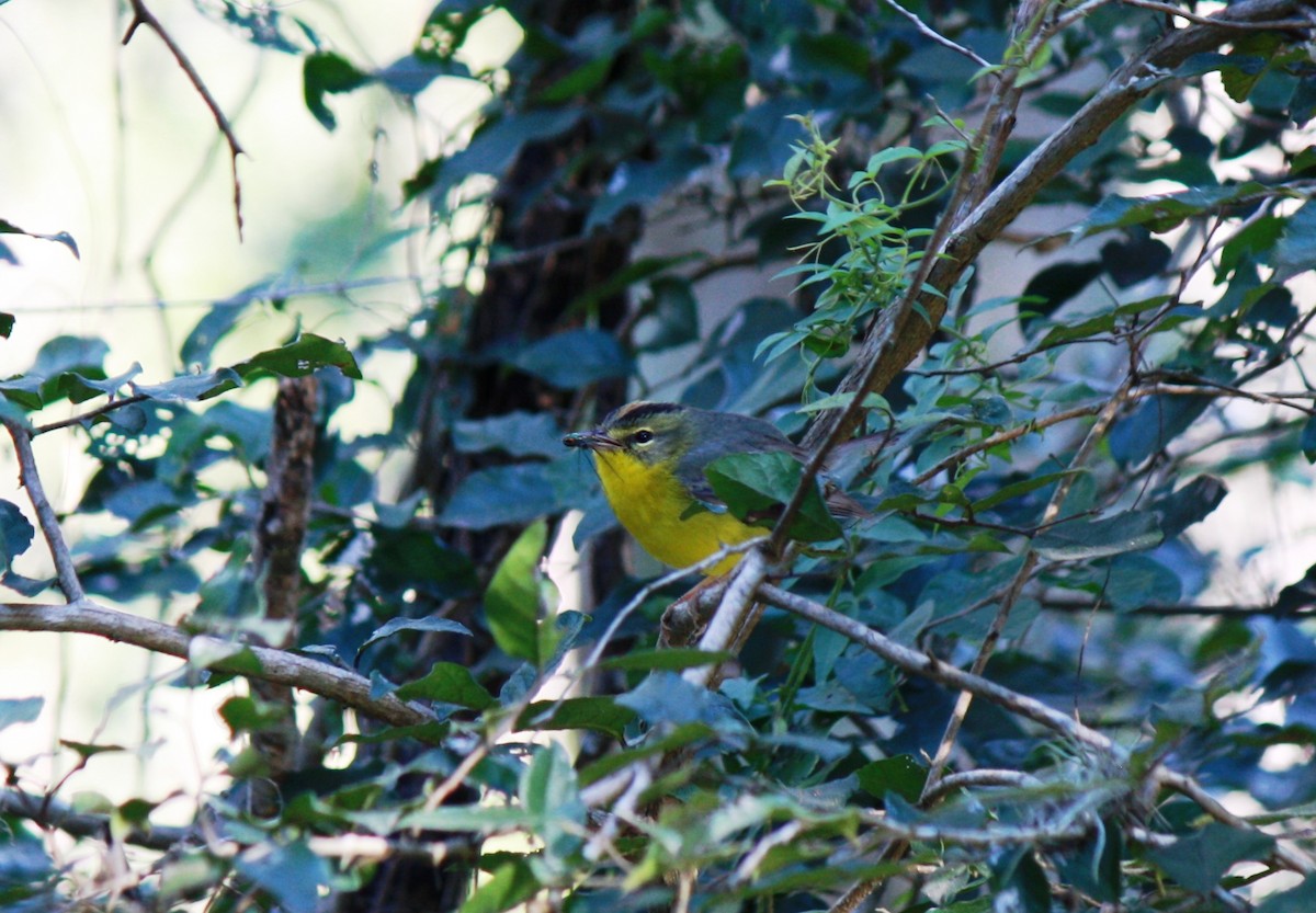 Golden-crowned Warbler - ML23856671