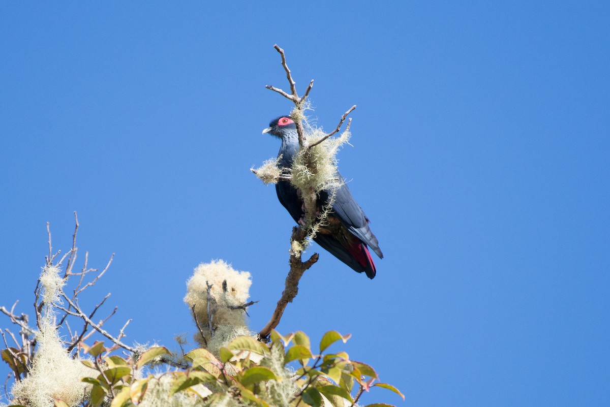 Madagascar Blue-Pigeon - John C. Mittermeier