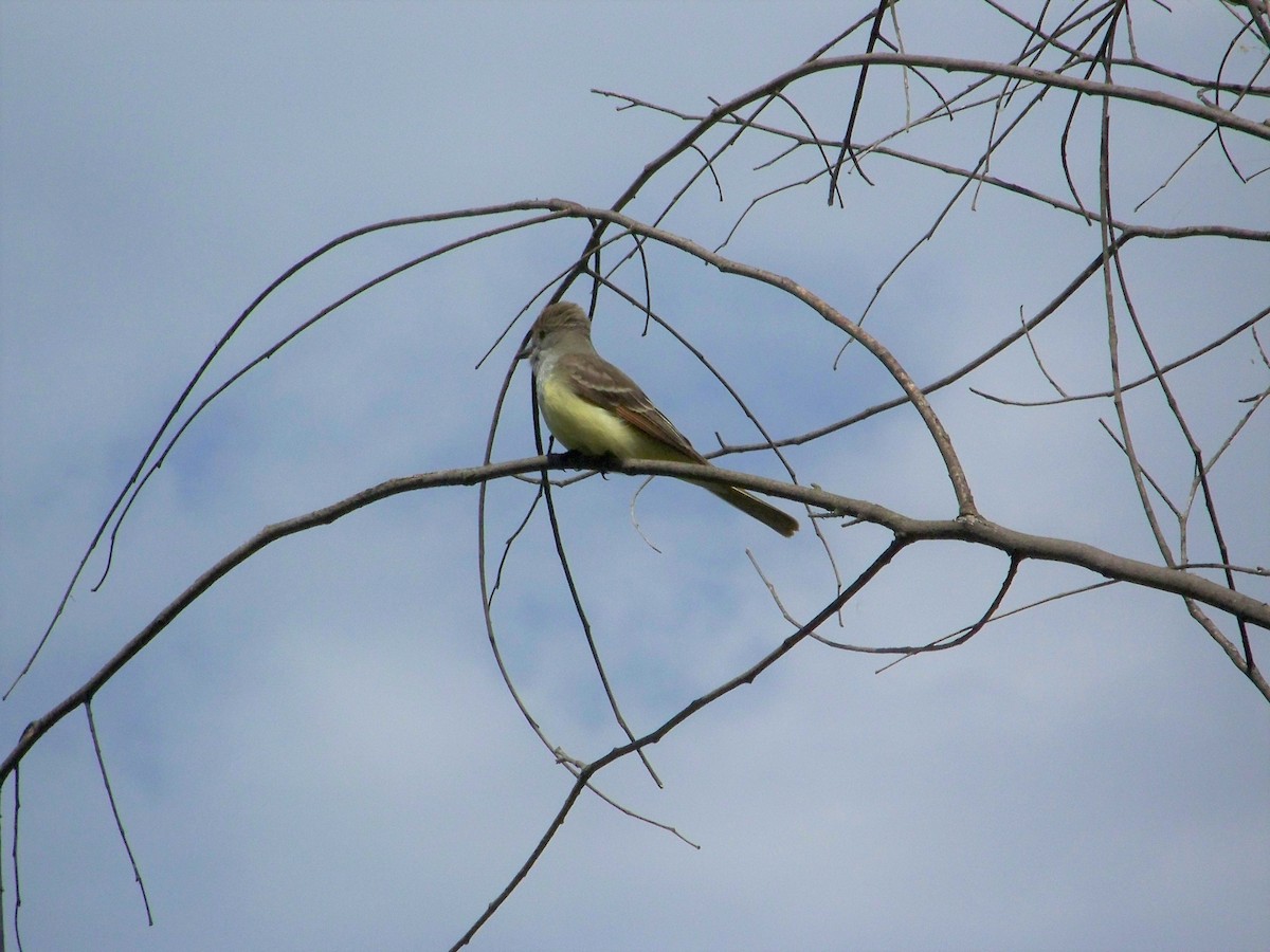 Great Crested Flycatcher - Mae Mayville